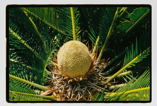 A sago palm cone emerges from a crown of fronds