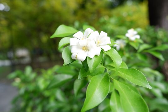 Murraya Paniculata Orange Jasmine Plant Growing Garden Tropical