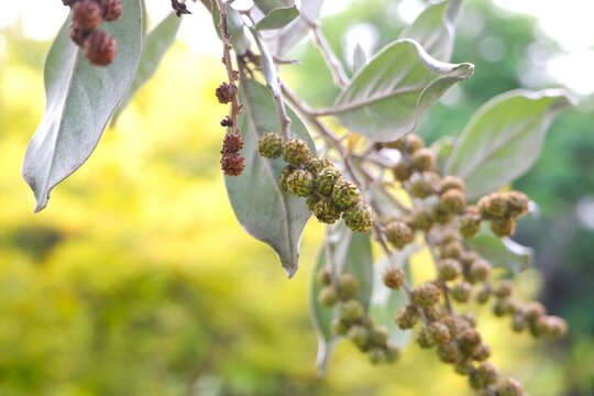 Distinctive spherical fruit clusters of Conocarpus erectus, commonly known as Silver buttonwood.