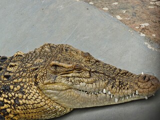 Fototapeta premium Close up profile head of crocodile resting on concrete ground displaying sharp teeth and scaly skin