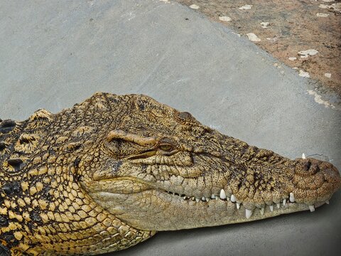 Close up profile head of crocodile resting on concrete ground displaying sharp teeth and scaly skin