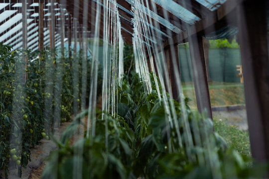 Pepper Plants Supported by Strings in Rural Greenhouse