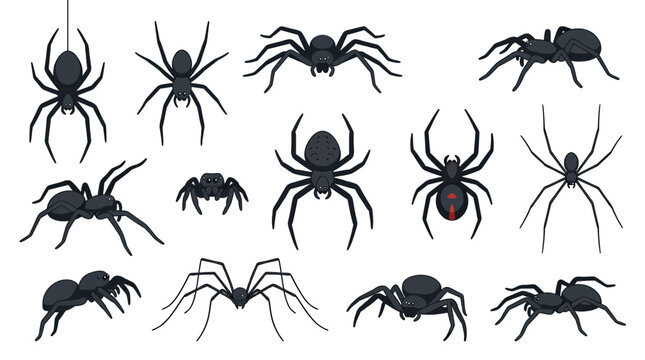 Black spider vector collection, 13 creepy arachnid icons set, realistic tarantula and widow silhouettes for Halloween decor