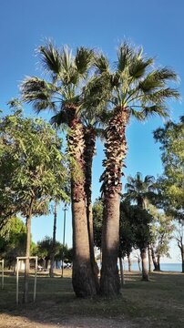 Tall palm trees stand in coastal park with clear blue sky and sea in background.