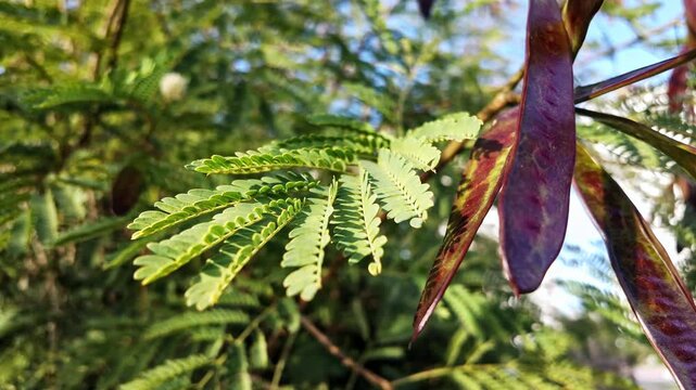 Closeup of albizia julibrissin feathery green leaves with dark purple seed pods hanging.