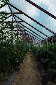 Walkway Between Tomatoes and Peppers