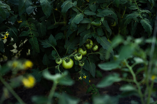Green Tomatoes Hidden Among Leaves