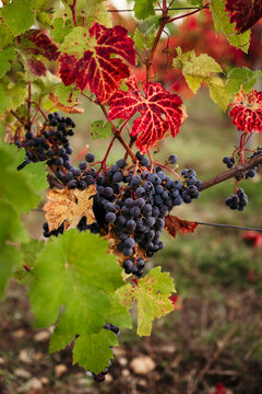 Vibrant Grapes Hanging Beneath Autumn Leaves in a Vineyard