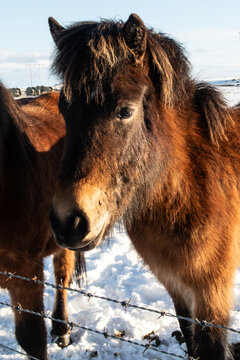 Icelandic Pony in Winter Sun