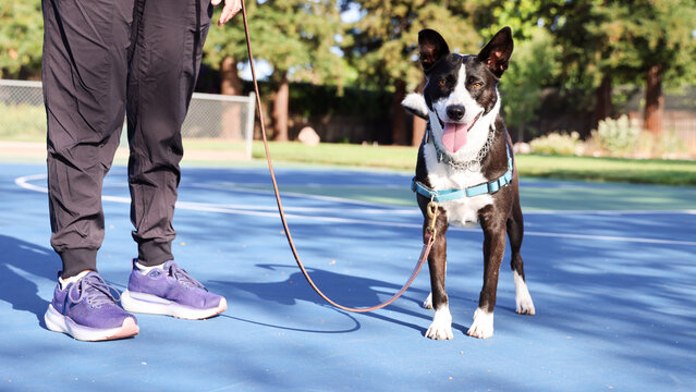 Woman Training Dog