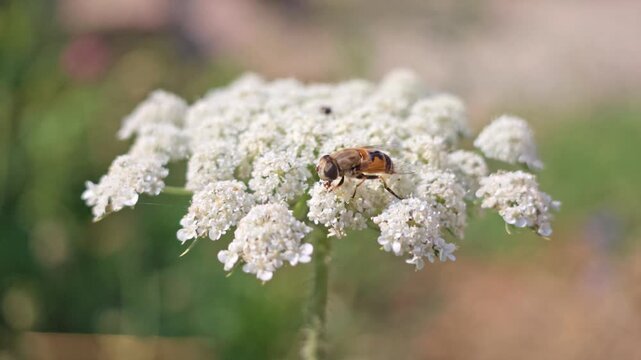 Bee on white wild carrot, natural background, meadow, sunny day