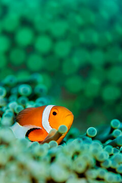 A Clownfish lives in a green anemone.