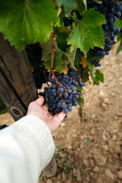 Harvesting Ripe Grapes in a Sunlit Vineyard During Autumn