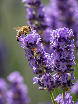 Honeybee Feeding on Lavender