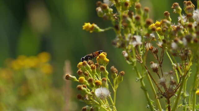 Wood ragwort, senecio ovatus. Insects living in nature. Ecosystem. Central Europe, Germany. Honey bee wasp pollinate flower in the forest. Close-up wildlife. Yellow flowers bush.
