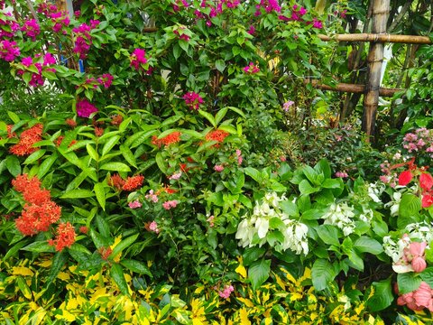 Colorful bougainvillea and ixora flowers bloom together in lush tropical garden with green and yellow variegated foliage for landscaping design and natural outdoor scenery background.
