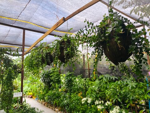 Hanging plant baskets filled with lush green ivy in greenhouse nursery for residential garden landscaping and vertical nature decor applications in sustainable eco friendly settings.