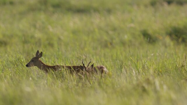 Roe deer On Misty Meadow Field At Sunset In Summer. Rutting season