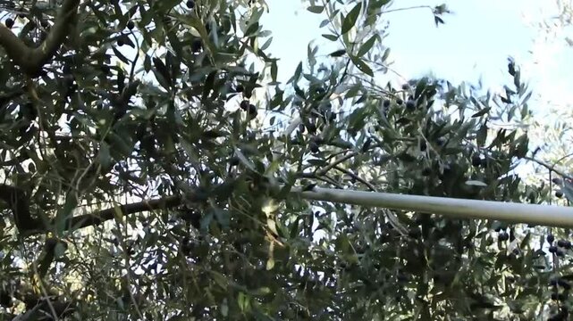 Electric olive harvester vibrates an olive tree branch, causing ripe black olives to fall onto a harvesting net during the Italian olive harvest.
