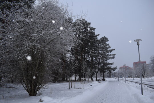 Snow covered city pedestrian path along pine trees during snowfall