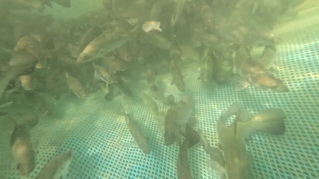Underwater footage of a large school of Asian seabass (Barramundi) swimming inside an aquaculture net cage enclosure. Concept for modern mariculture, sustainable seafood production, food security