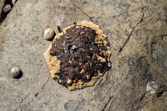 Large weathered limpet shell on coastal rock macro close up