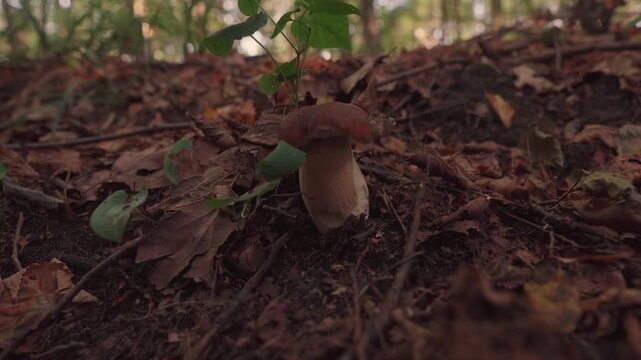 Brown boletus edulis mushroom growing in an autumn forest. Close-up of a wild edible fungus surrounded by brown fallen leaves and moss