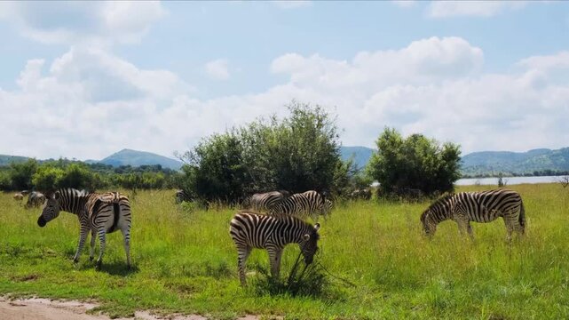 Herd of Zebras Grazing in African Savanna with Mountains and Lake