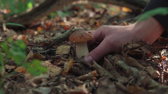 Person picking a wild boletus edulis mushroom in an autumn forest with dry leaves on the ground