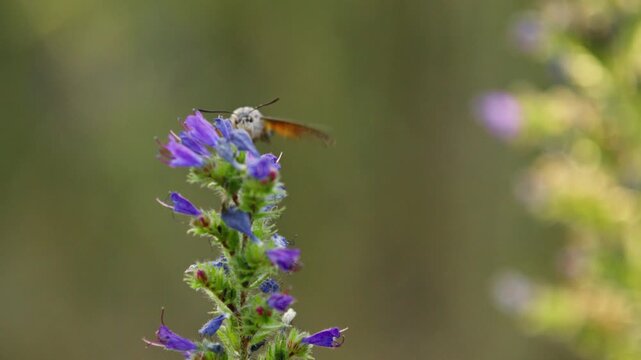bee pollinating flowers in a serene outdoor setting with vibrant greenery and purple hues, close-up side view of nature's beauty and ecological themes, natural and clean background for a 'd.