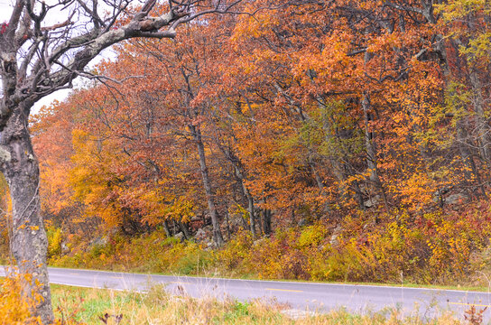 Autumn foliage in Shenandoah National Park, Virginia - United States
