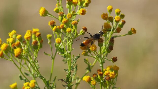 Wood ragwort, senecio ovatus. Insects living in nature. Ecosystem. Central Europe, Germany. Honey bee wasp pollinate flower in the forest. Close-up wildlife. Yellow flowers bush.
