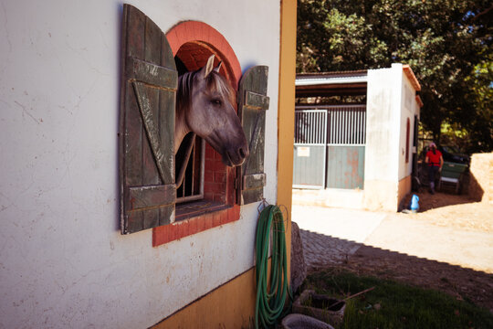 Gray horse extends its head through an arched barn window framed by weathered wooden shutters, enjoying daylight in a rustic equestrian stable courtyard