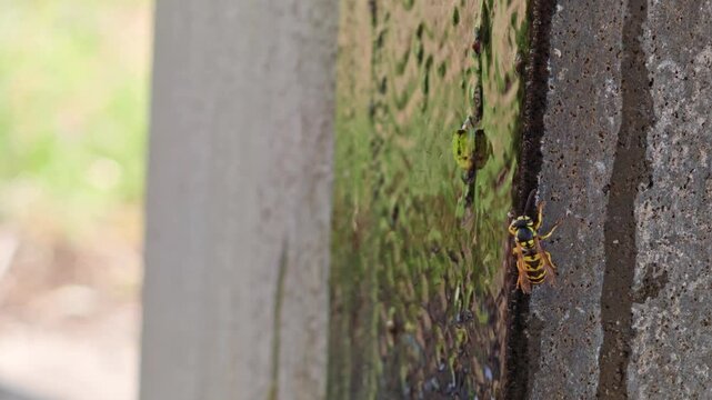 Wasps navigate moss-covered concrete wall