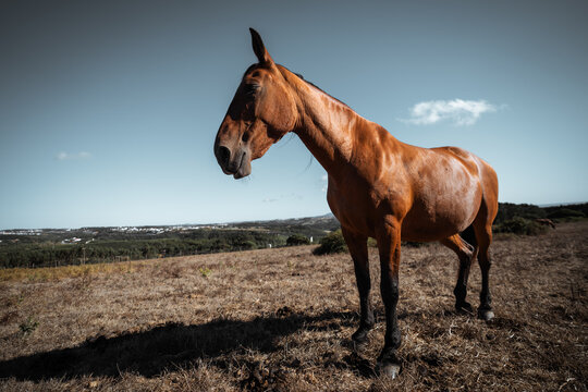 Powerful bay horse stands in profile across a sunlit dry meadow, captured with expansive wide angle perspective against rural hills and a clear blue summer sky