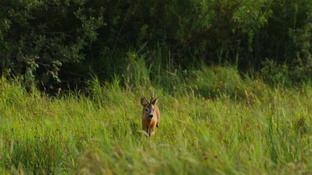 Roe deer On Misty Meadow Field At Sunset In Summer. Rutting season