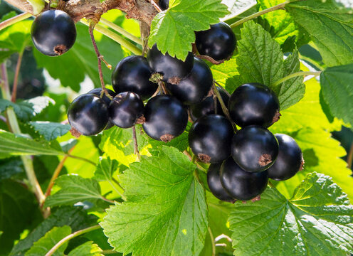Blackcurrant berries on a bush. Currant bunch.