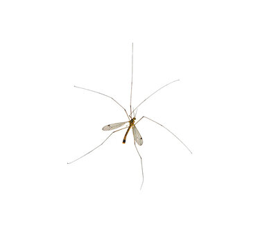  Mosquito Insect on white.