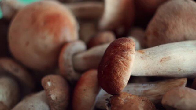 Fresh porcini mushrooms focus pulling on a pile of edible Boletus edulis in a basket, great for vegetarian recipes