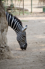 Zebra Wildlife Animal © Mina Jaguar