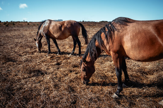 Two bay horses graze calmly across a dry sunlit pasture, showing natural feeding behavior and peaceful rural farm life beneath an open blue summer sky