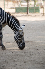 Zebra Wildlife Animal © Mina Jaguar
