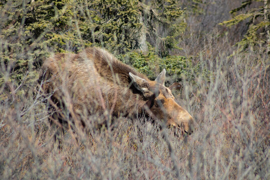 wild moose grazing in tall brush in Alaska