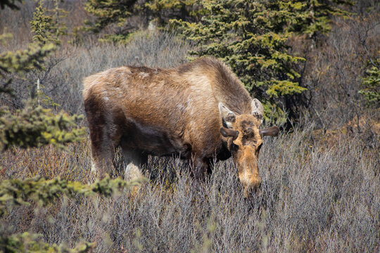 wild moose grazing in brush in denali national park, alaska