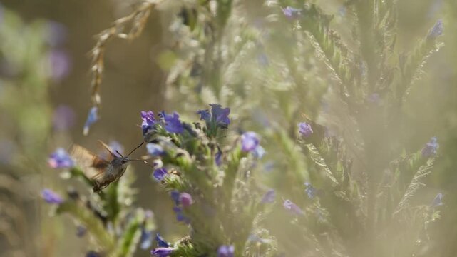 a bee flying and landing on purple flowers in a calm meadow setting close-up, ground level, nature scene with green and yellow tones, serene and natural mood, for editorial.