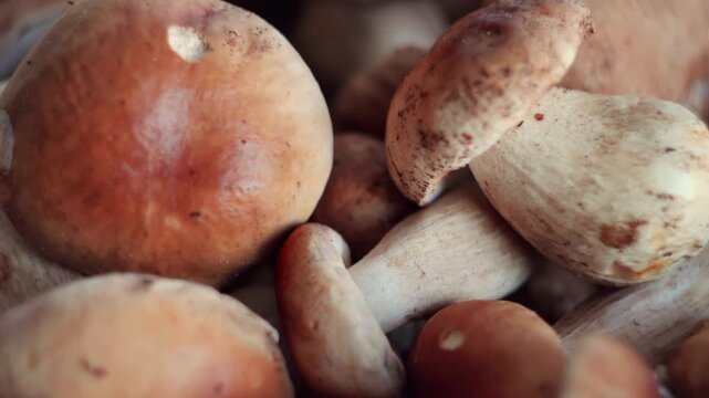 Freshly harvested porcini mushrooms close up showing edible fungus details for gourmet cooking and vegetarian recipes