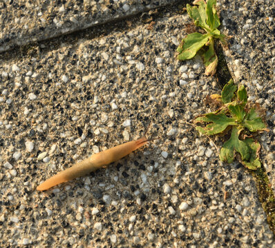 Arion lusitanicus or Portuguese slug, species of air-breathing land slug, terrestrial pulmonate gastropod mollusk in family Arionidae