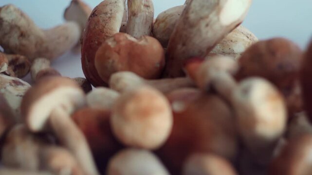 Fresh porcini mushrooms rotating on a white background for gourmet cooking and delicious vegetarian meals