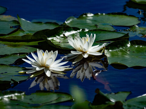 a fish swimming beneath the water lilies