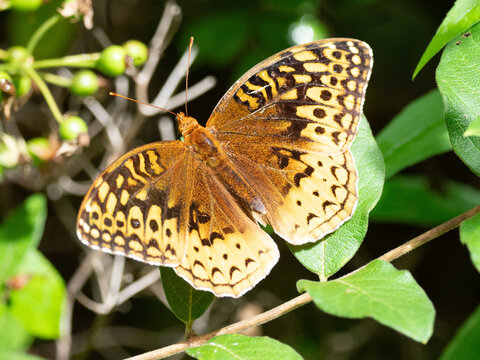 an aphrodite fritillary butterfly in the woods